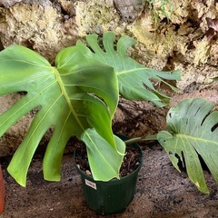 終了しました。観葉植物　モンステラ 