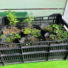 ジャボチカバ¥500🌱