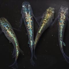🐟️コバルトアンバー✨️ラメがキレイ✨️２ペア🉐 №25