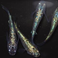 🐟️コバルトアンバー✨️ラメがキレイ✨️２ペア🉐 №25の画像