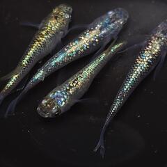 🐟️コバルトアンバー✨️ラメがキレイ✨️２ペア🉐 №25の画像