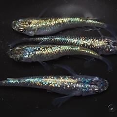 🐟️コバルトアンバー✨️ラメがキレイ✨️２ペア🉐 №25の画像