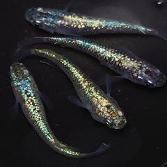 🐟️コバルトアンバー✨️ラメがキレイ✨️２ペア🉐 №25の画像