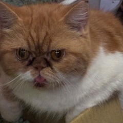 エキゾチックショートヘア　メス　3歳