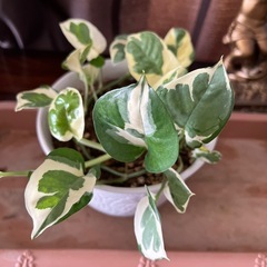 観葉植物　　鉢付き
の画像