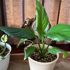 観葉植物　　鉢付き
の画像
