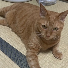 急募！茶トラ♀6歳成猫
