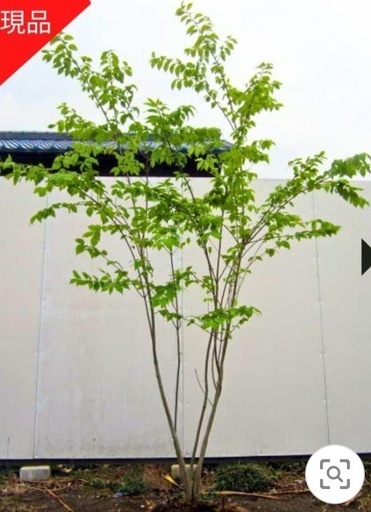 雑木　ツリバナ　アオハダ　ナツハゼ3本