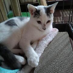 里親さん決まりました子猫5ヶ月　里親さん探しています