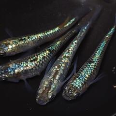🐟️コバルトアンバー✨️ラメがキレイ✨️２ペア🉐 №26の画像