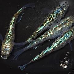 🐟️コバルトアンバー✨️ラメがキレイ✨️２ペア🉐 №26の画像