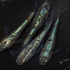 🐟️コバルトアンバー✨️ラメがキレイ✨️２ペア🉐 №26