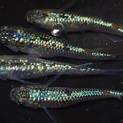 🐟️コバルトアンバー✨️ラメがキレイ✨️２ペア🉐 №26の画像