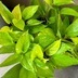 ランキングキーワードに紐づく投稿画像-観葉植物