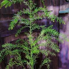 【人気希少樹木】Acacia fimbriata 黄花の美花！　実生の選別個体！の画像