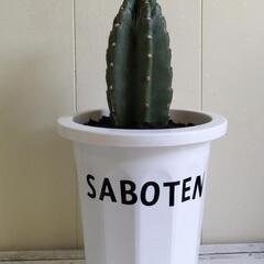 【💖Thankyou💖】🌵サボテン🌵/植物