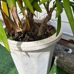 観賞植物の画像