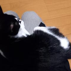 「変な柄の一族」のエルフ君は薬指に指輪❣️ - 猫
