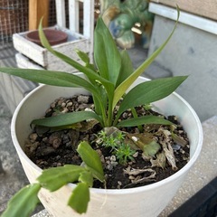 観葉植物の画像