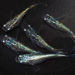 🐟️ネプチューン🐟️ 5匹セット🉐キレイです✨️№8の画像