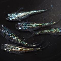 🐟️ネプチューン🐟️ 5匹セット🉐キレイです✨️№8