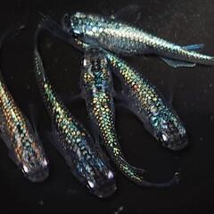 🐟️ネプチューン🐟️ 5匹セット🉐キレイです✨️№8の画像