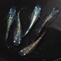 🐟️ネプチューン🐟️ 5匹セット🉐キレイです✨️№8の画像