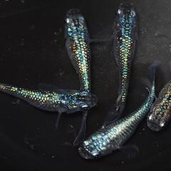 🐟️ネプチューン🐟️ 5匹セット🉐キレイです✨️№8の画像