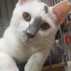 「変な柄の一族」のピクシーちゃん❣️