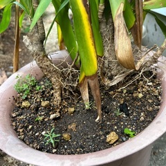 ドラセナの画像