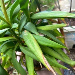 ドラセナの画像