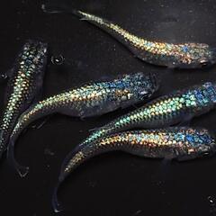 完売🙇🐟️ネプチューン🐟️ 5匹セット🉐キレイです✨️№9の画像