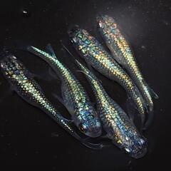 完売🙇🐟️ネプチューン🐟️ 5匹セット🉐キレイです✨️№9の画像