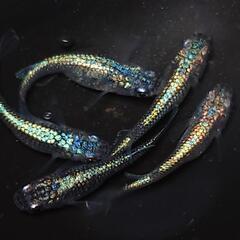 完売🙇🐟️ネプチューン🐟️ 5匹セット🉐キレイです✨️№9の画像