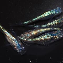 完売🙇🐟️ネプチューン🐟️ 5匹セット🉐キレイです✨️№9