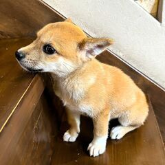 柴犬風の子犬『いもたん』♂ - 宮若市