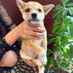 柴犬風の子犬『いもたん』♂ - 犬