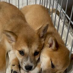 柴犬風の子犬『いもたん』♂ − 福岡県