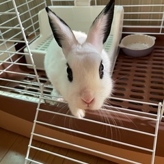 ミニウサギケージ付き