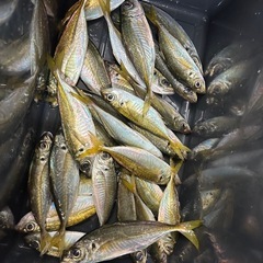 釣り仲間募集してます