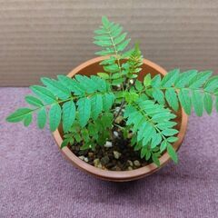世界三大花木　ジャカランダ実生苗 　残り２鉢