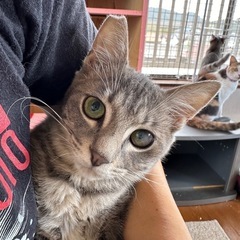 ◆その他必読❣️グレー縞柄のイケメン男子🐱酷い猫風邪がやっと治り...