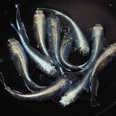 完売🙇🐟️マリアージュキッシングワイドフィン✨️　🉐お得１０匹🉐 キレイです✨️№11の画像