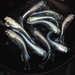 完売🙇🐟️マリアージュキッシングワイドフィン✨️　🉐お得１０匹🉐 キレイです✨️№11の画像