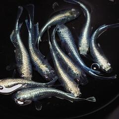 完売🙇🐟️マリアージュキッシングワイドフィン✨️　🉐お得１０匹🉐 キレイです✨️№11の画像