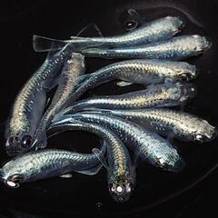 完売🙇🐟️マリアージュキッシングワイドフィン✨️　🉐お得１０匹🉐 キレイです✨️№11の画像