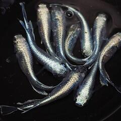 完売🙇🐟️マリアージュキッシングワイドフィン✨️　🉐お得１０匹🉐...