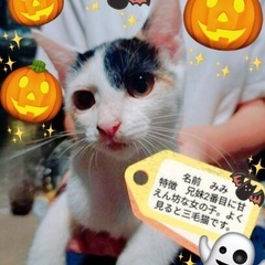 子猫祭り‼️10月20日(日)すみれペットクリニック様にて『立川...