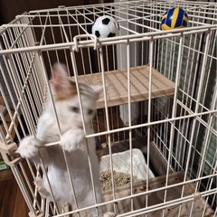 里親募集オスねこちゃん❤️