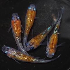 完売🙇🐟️サファイア三色ラメ✨️  5匹セット🉐　キレイです✨️№6 